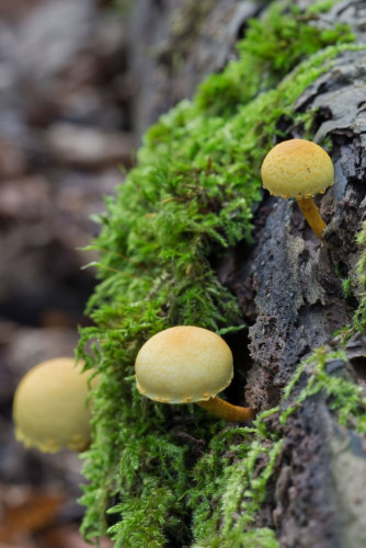 Pholiota tuberculosa 2b-2.jpg