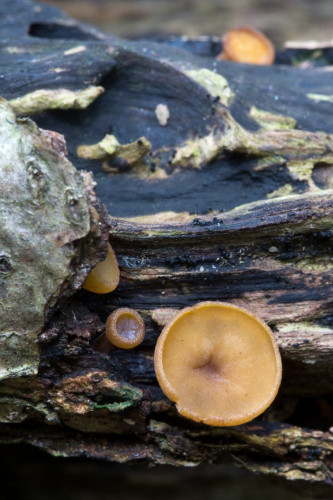 Rutstroemia firma cf-2.jpg