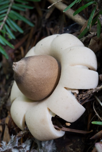Geastrum fimbriatum 1-2.jpg