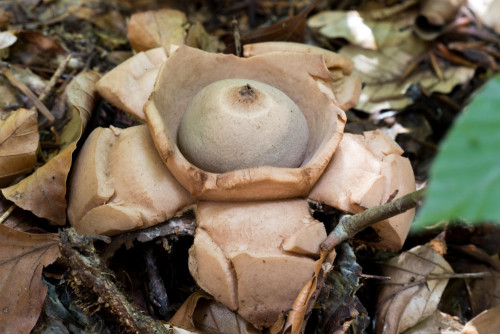 Geastrum triplex 1 klein.jpg