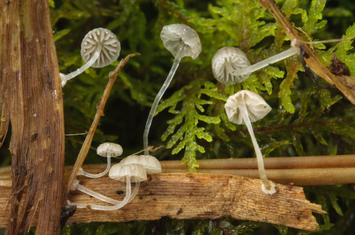 ag_Mycena_bulbosa.jpg