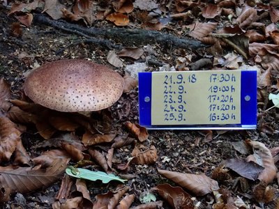 Amanita rubescens;5.JPG